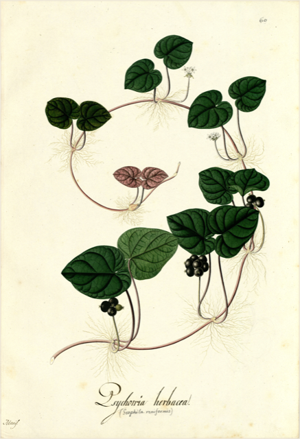 Ilustración botánica de Psychotria carthaginensis