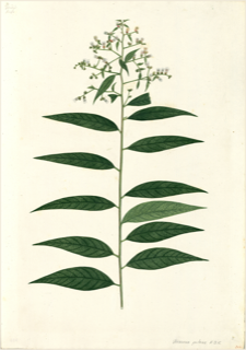 Ilustración de Chalche