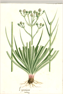 Ilustración de Sachaculantro