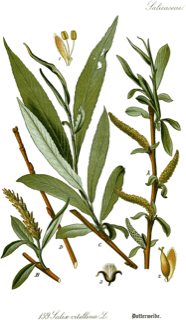 Salix alba