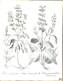 Ilustración botánica de Chía