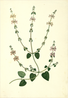 Ilustración de Salvia