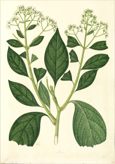 Ilustración de Saúco