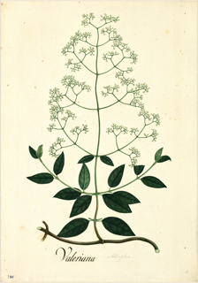 Ilustración de Sauco