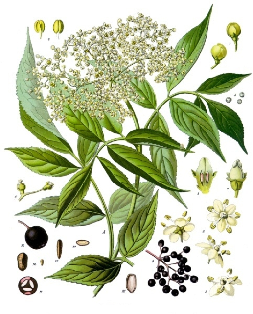 Ilustración botánica de Sambucus nigra