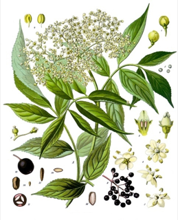 Ilustración botánica de Sambucus