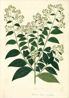 Ilustración de Saúco andino