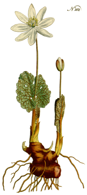 Ilustración botánica de Sanguinaria canadensis