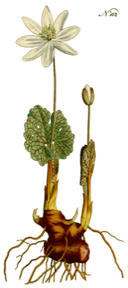 Ilustración botánica de Sanguinaria canadensis