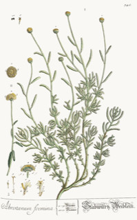 Santolina chamaecyparissus
