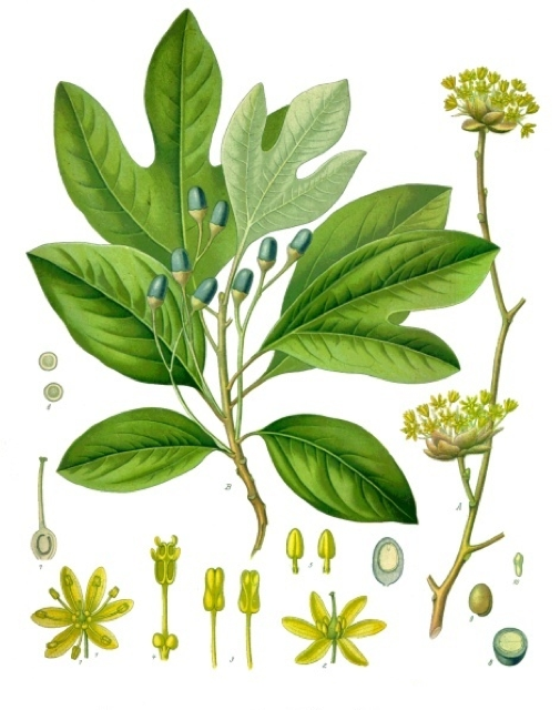Ilustración botánica de Sassafras albidum