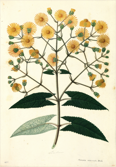 Ilustración botánica de Senecio canescens