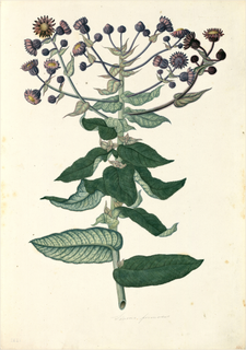Ilustración de Chachacoma