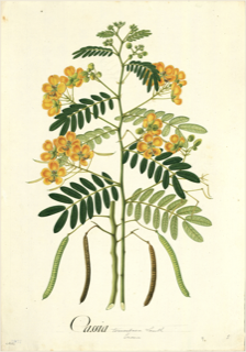 Ilustración de Sen