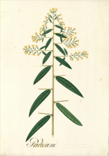 Ilustración de Retama