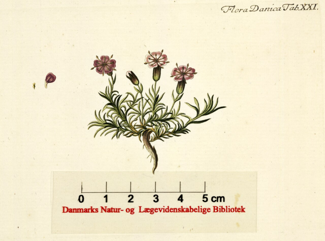 Ilustración botánica de Silene acaulis