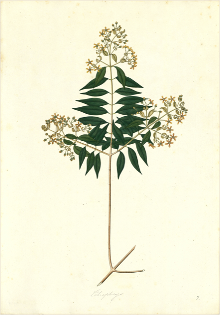 Ilustración botánica de Simarouba amara