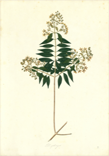 Ilustración de Aceituno