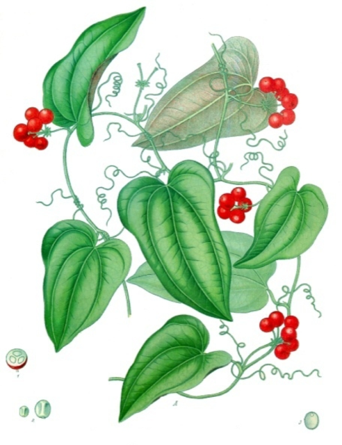 Ilustración botánica de Smilax regelii