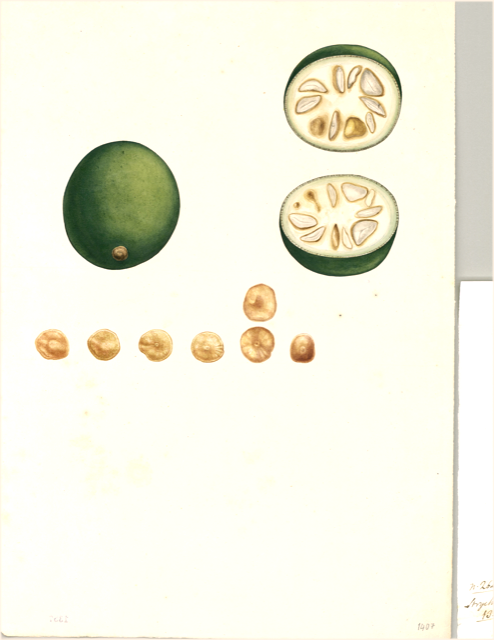 Ilustración botánica de Solanum contortum