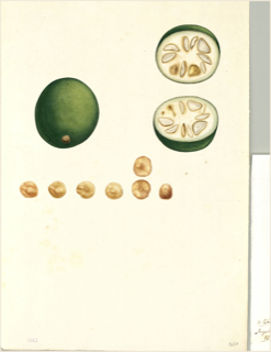 Ilustración botánica de Jurubeba