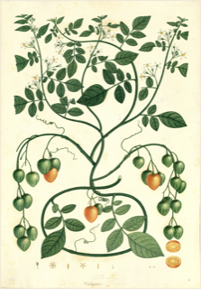 Ilustración botánica de Papa