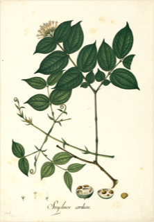 Ilustración de Curare