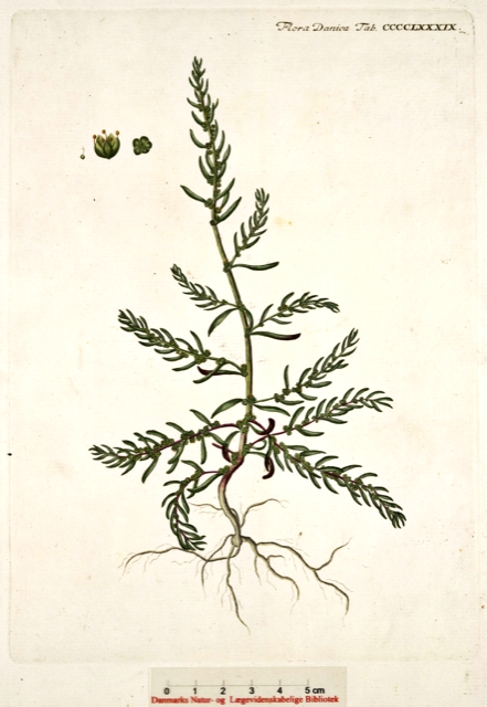 Ilustración botánica de Suaeda maritima