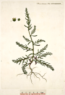 Suaeda maritima