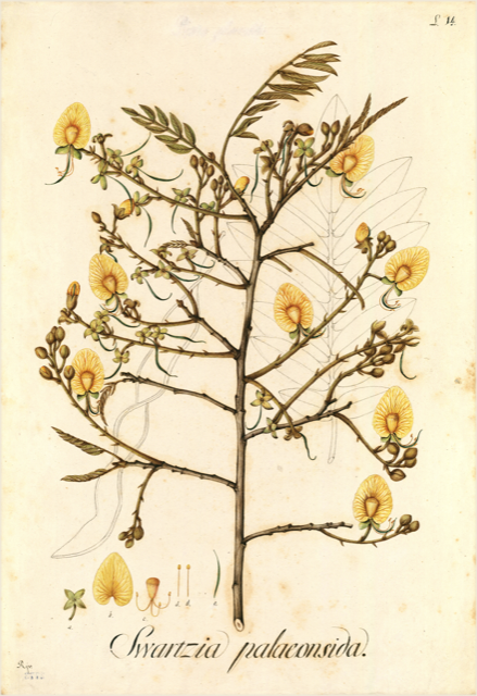 Ilustración botánica de Swartzia polyphylla
