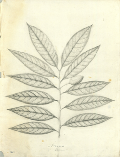 Ilustración de Caoba de hoja ancha