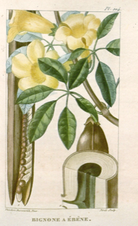Ilustración de Lapacho