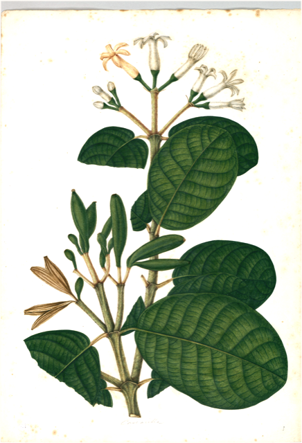 Ilustración botánica de Tabernaemontana divaricata