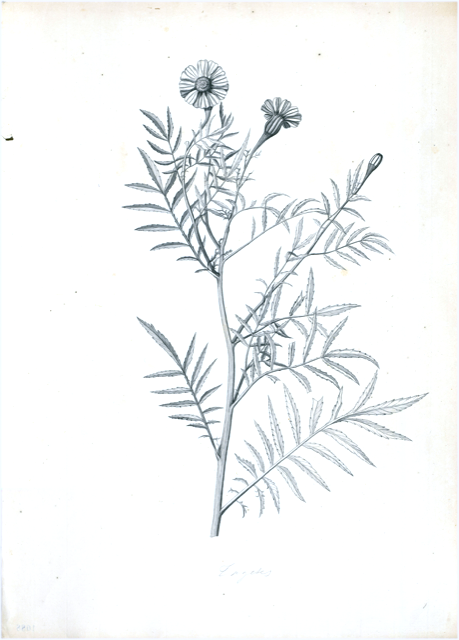 Ilustración botánica de Tagetes erecta