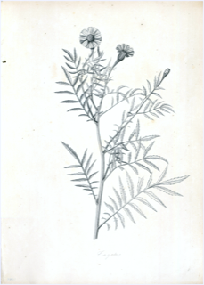 Ilustración botánica de Cempasúchil