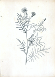 Ilustración botánica de Pericón