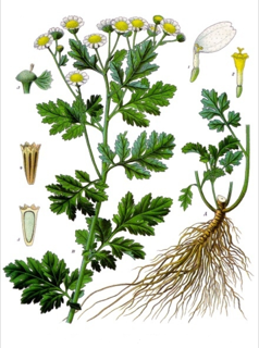 Ilustración botánica de Santa María