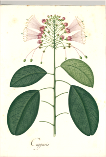 Ilustración de Tara