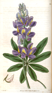 Ilustración de Tarwi