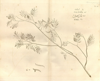 Ilustración de Barbasco