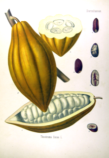 Ilustración de Cacao