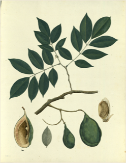 Ilustración de Cupuaçu