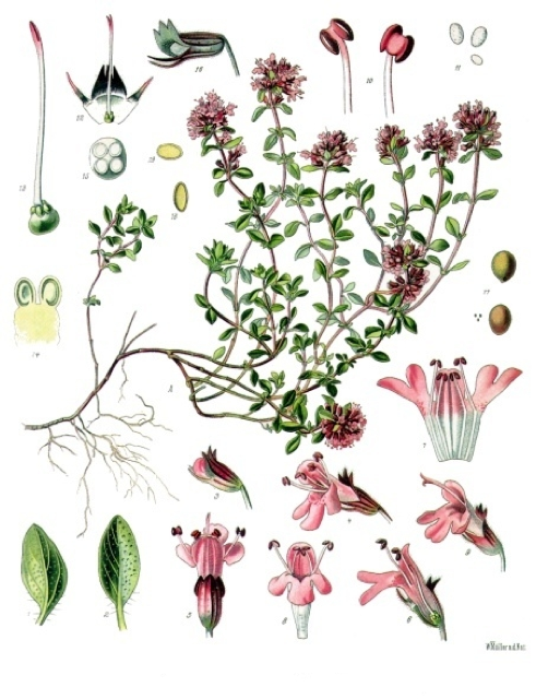 Ilustración botánica de Thymus serpyllum