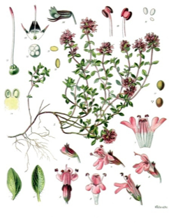 Thymus serpyllum