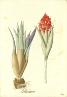 Ilustración botánica de Clavel del aire