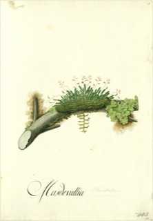 Ilustración botánica de Heno