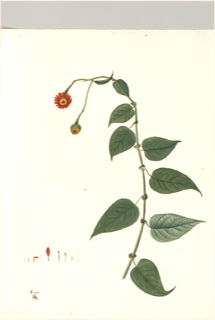 Ilustración de Botón de oro