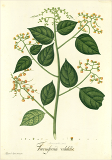 Ilustración botánica de Tlachichinole