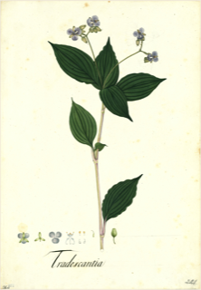 Ilustración botánica de Hierba de la culebra