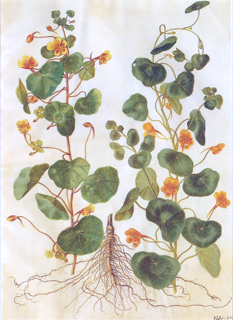 Ilustración de Capuchina